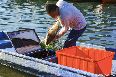 夢見撈魚|夢見捉魚、抓魚、捕魚